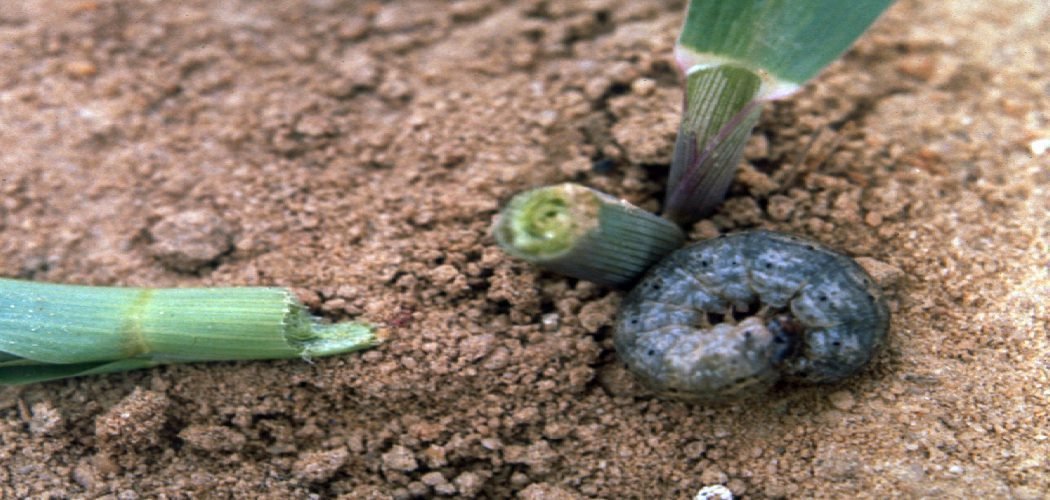 How to Get Rid of Cutworms in Lawn