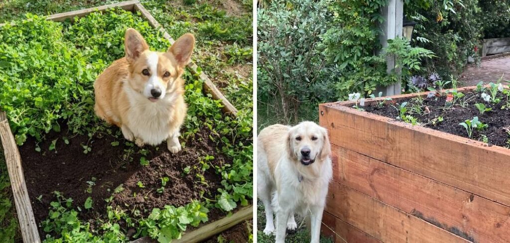 How to Keep Dogs Out of Raised Garden Beds