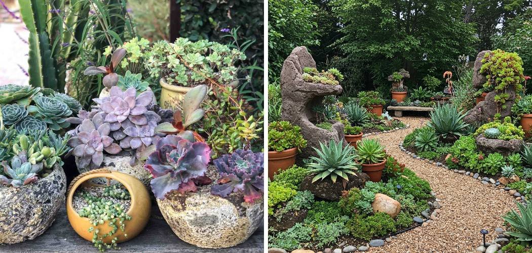 How to Keep Weeds Out of Succulent Garden