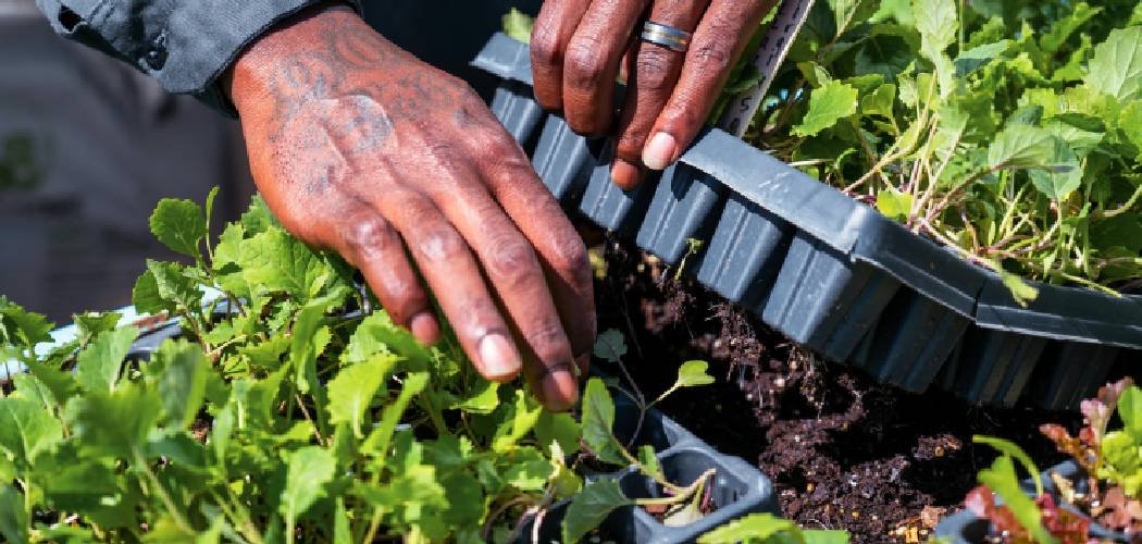 How to Make Super Soil for Vegetables