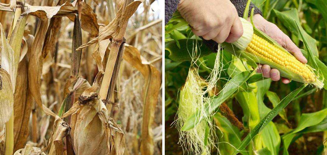 How to Remove Corn Stalks From Garden