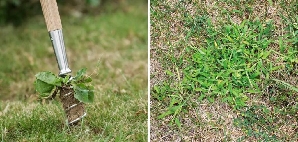 How to Remove Dead Weeds From Lawn
