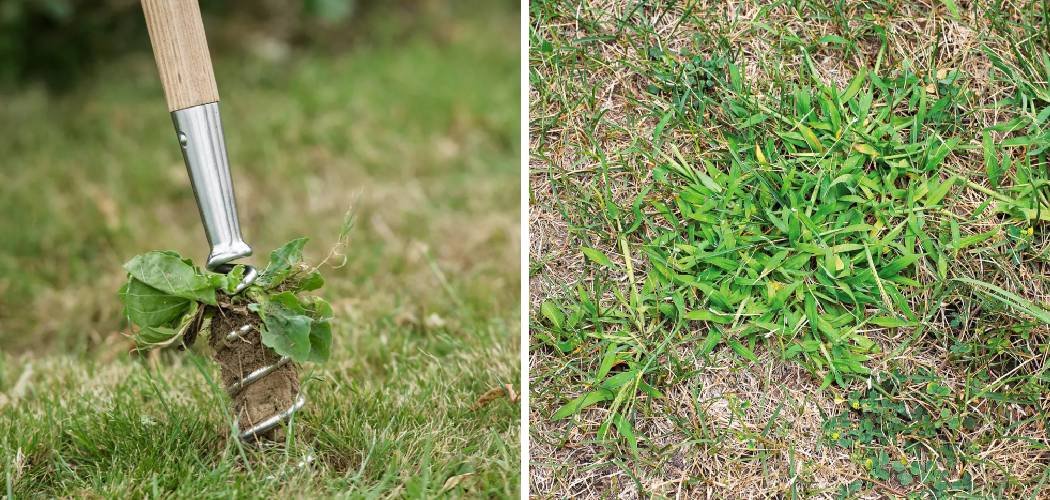 How to Remove Dead Weeds From Lawn