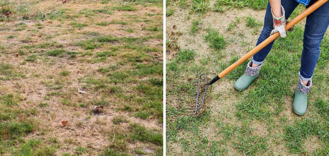How to Reseed Dead Lawn