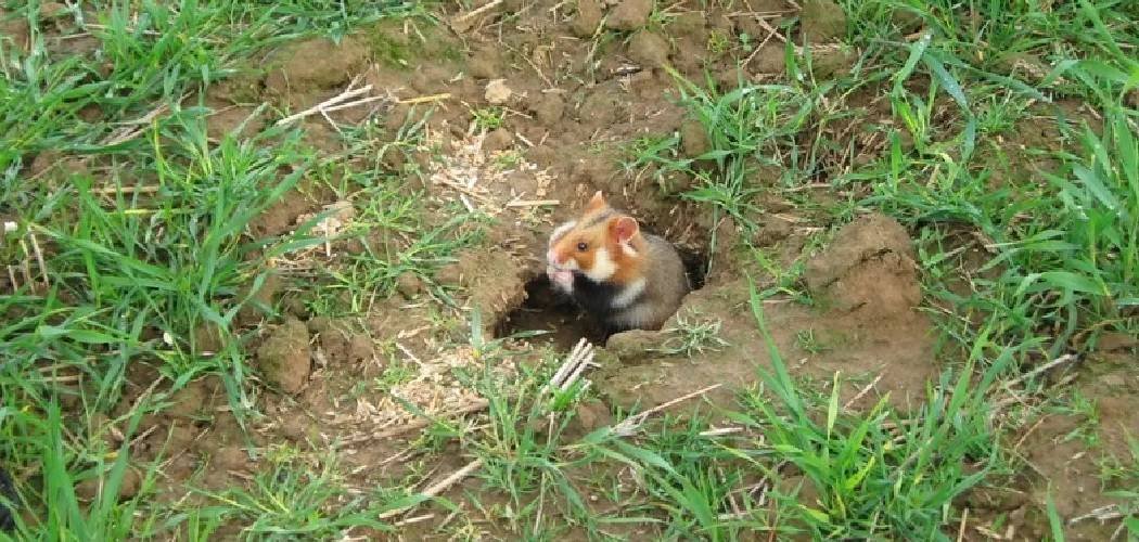 How to Stop Rats from Digging Holes in Yard