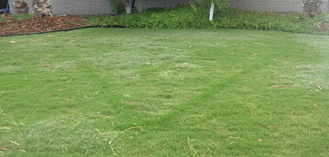 How to Verticut Your Lawn