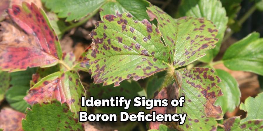 Identify Signs of Boron Deficiency