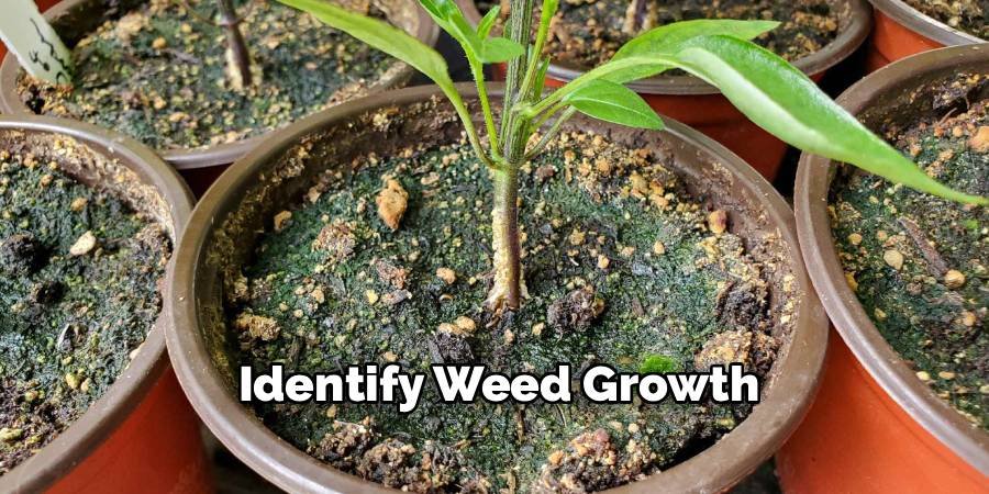 Identify Weed Growth