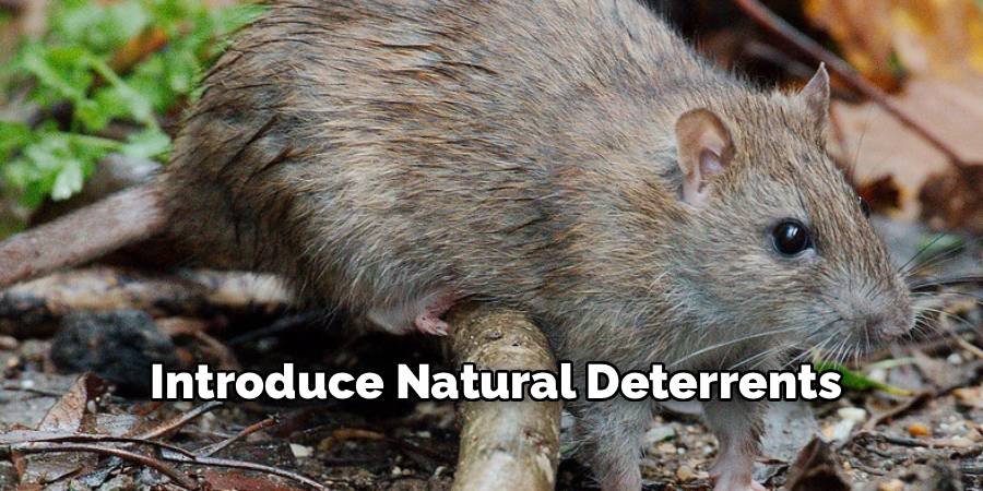 Introduce Natural Deterrents