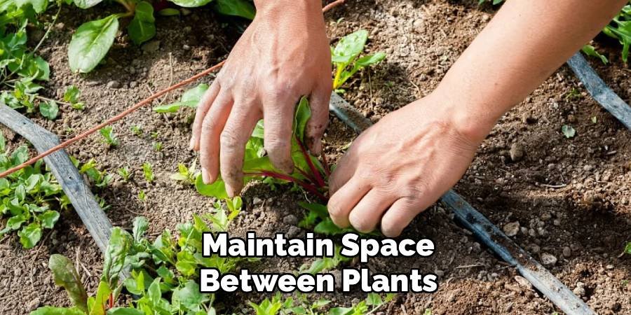 Maintain Space Between Plants