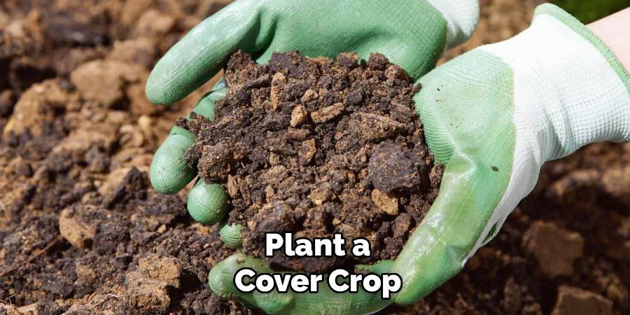 Plant a Cover Crop