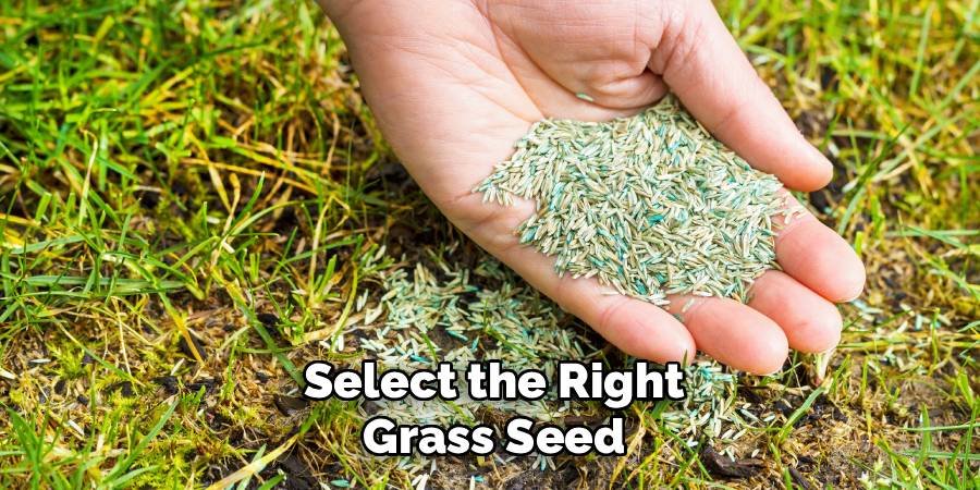 Select the Right Grass Seed