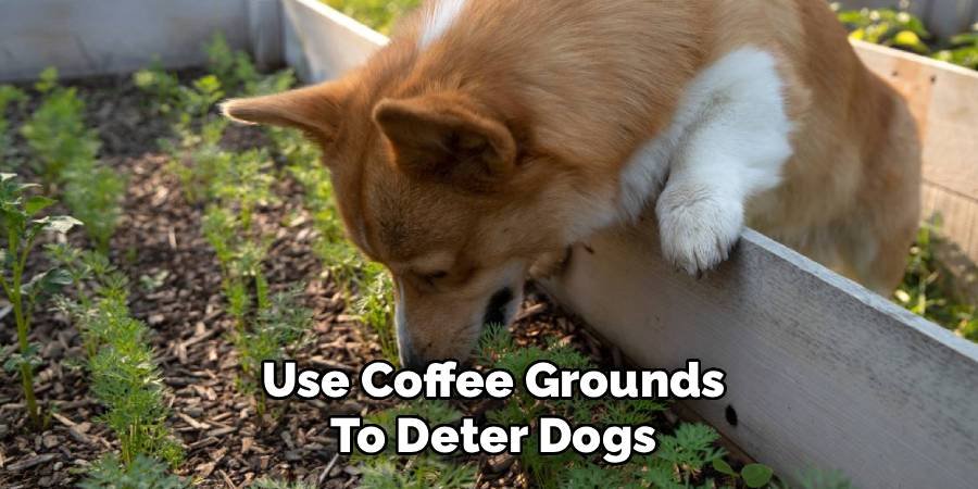 Use Coffee Grounds To Deter Dogs
