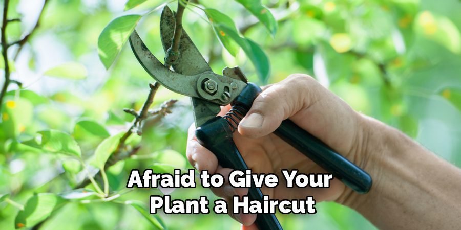 Afraid to Give Your
Plant a Haircut