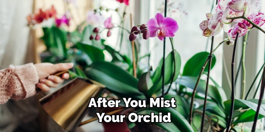 After You Mist
Your Orchid