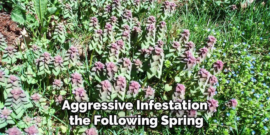 Aggressive Infestation 
the Following Spring