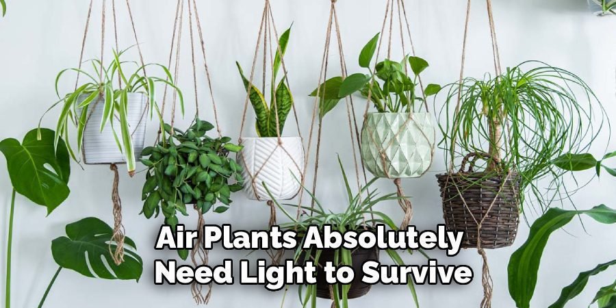 Air Plants Absolutely 
Need Light to Survive