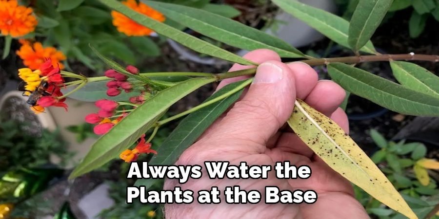 Always Water the 
Plants at the Base
