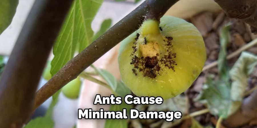 Ants Cause
Minimal Damage