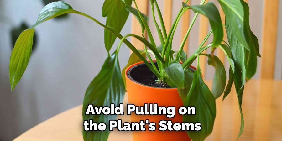 Avoid Pulling on 
the Plant's Stems