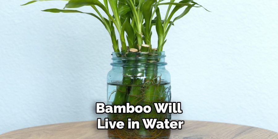 Bamboo Will 
Live in Water