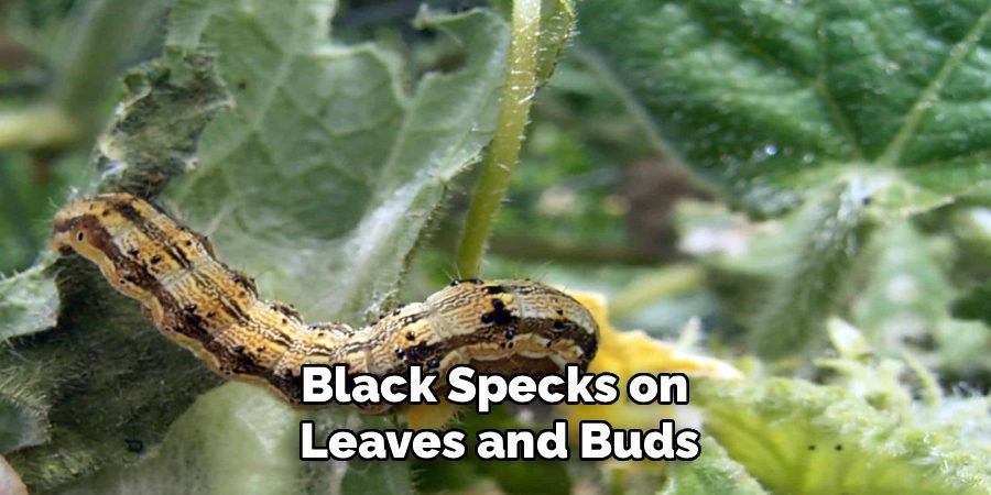 Black Specks on 
Leaves and Buds
