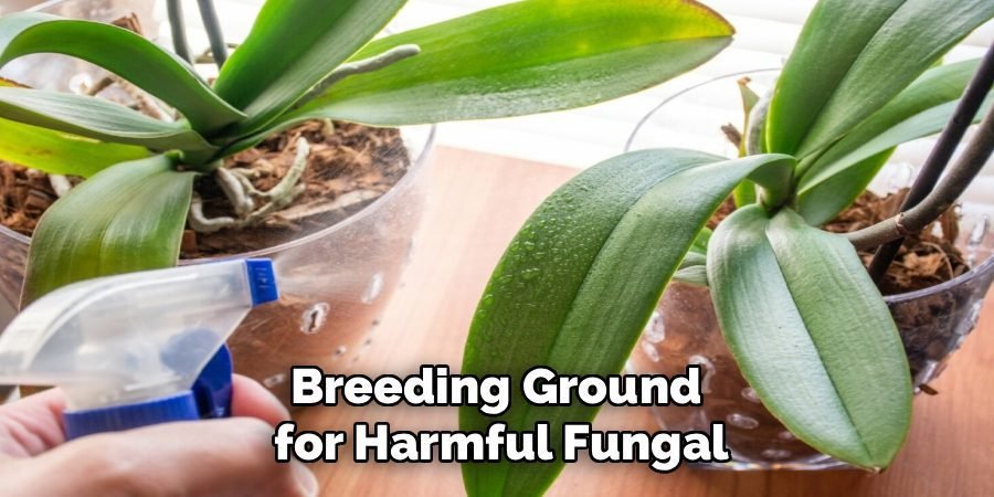 Breeding Ground
for Harmful Fungal