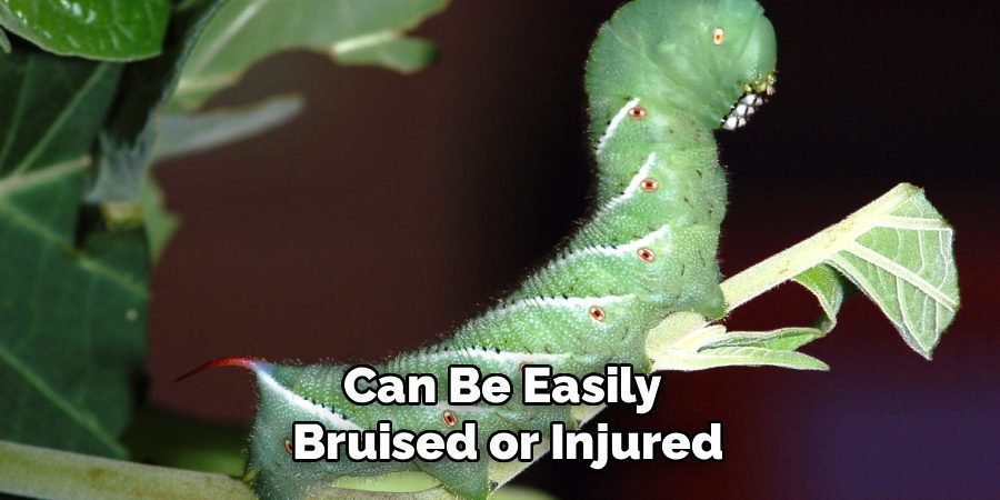 Can Be Easily
Bruised or Injured