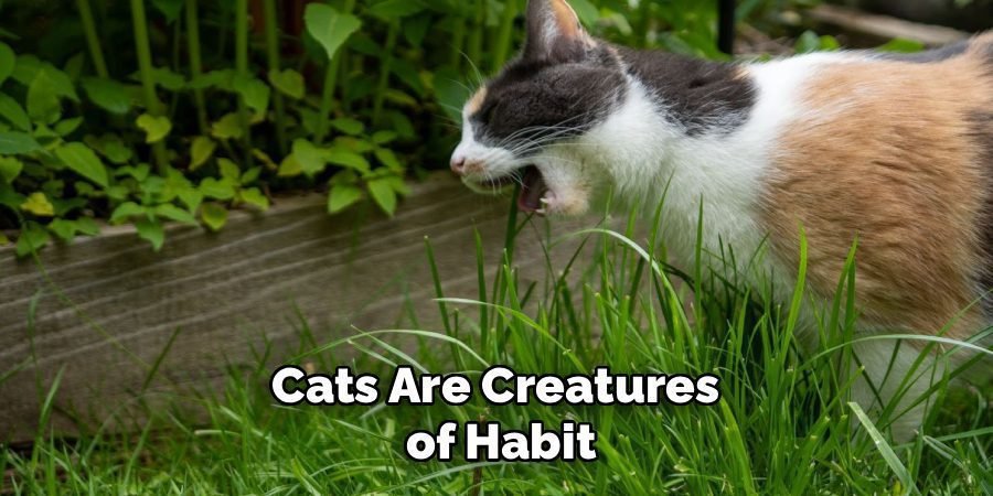 Cats Are Creatures 
of Habit