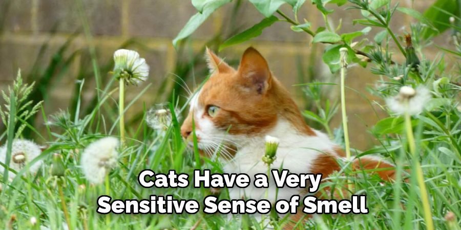 Cats Have a Very 
Sensitive Sense of Smell