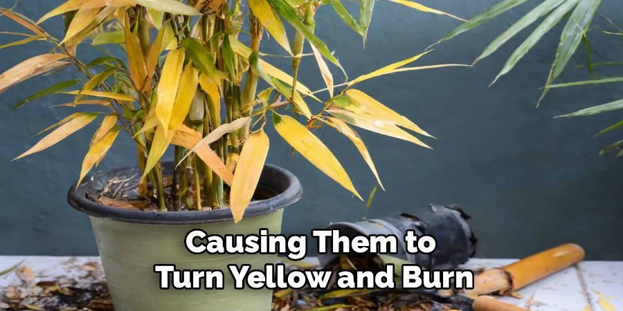 Causing Them to 
Turn Yellow and Burn