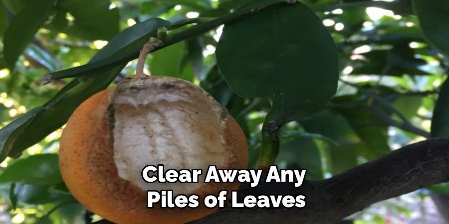 Clear Away Any 
Piles of Leaves