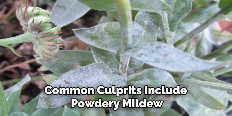Common Culprits Include 
Powdery Mildew
