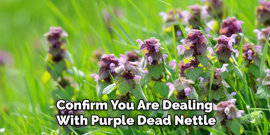 Confirm You Are Dealing 
With Purple Dead Nettle