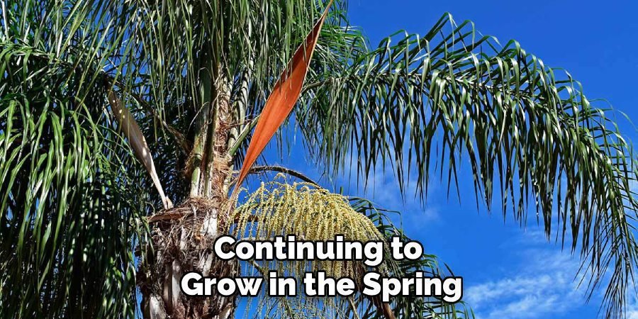 Continuing to 
Grow in the Spring