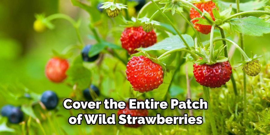 Cover the Entire Patch
of Wild Strawberries