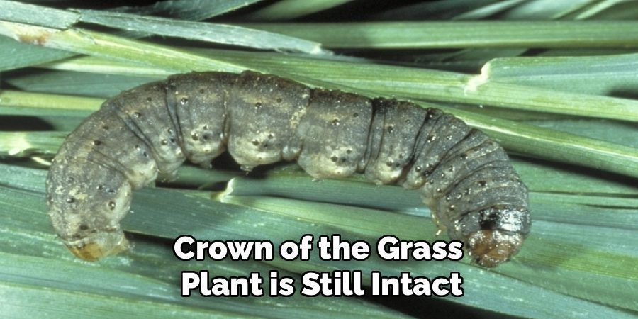 Crown of the Grass 
Plant is Still Intact
