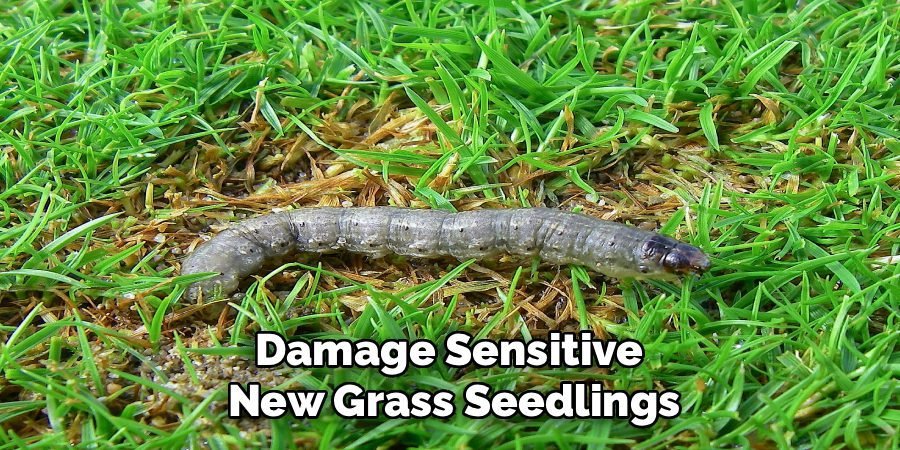 Damage Sensitive 
New Grass Seedlings