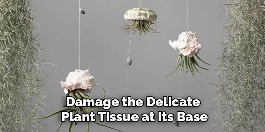 Damage the Delicate 
Plant Tissue at Its Base
