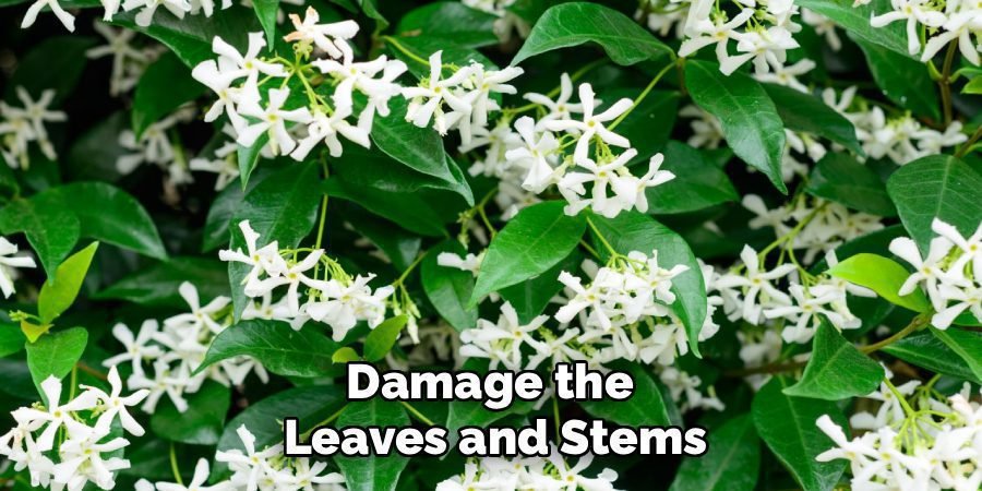 Damage the
Leaves and Stems