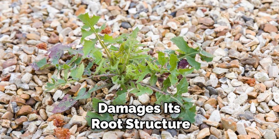 Damages Its 
Root Structure