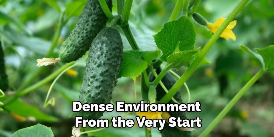Dense Environment 
From the Very Start
