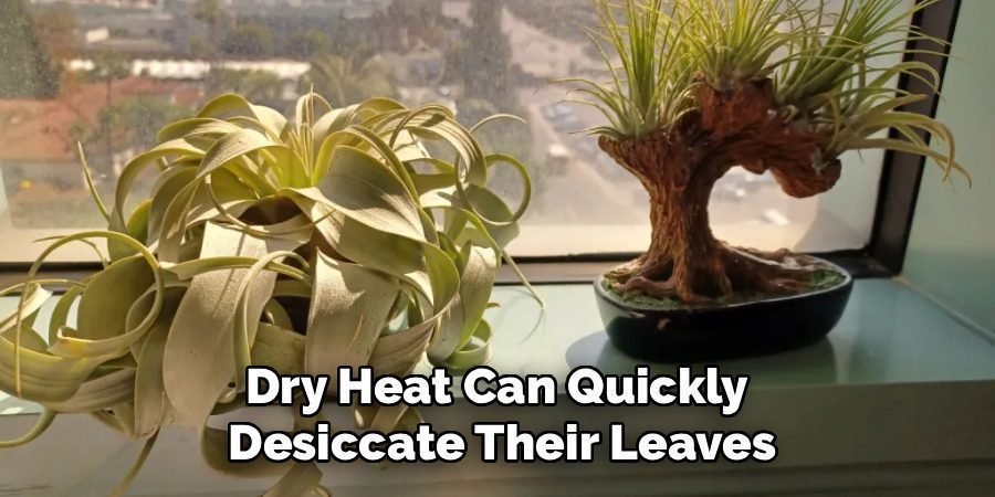 Dry Heat Can Quickly
Desiccate Their Leaves