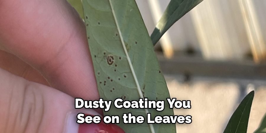 Dusty Coating You 
See on the Leaves