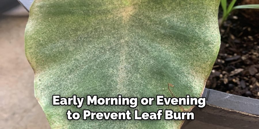Early Morning or Evening 
to Prevent Leaf Burn
