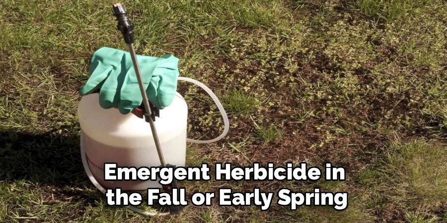 Emergent Herbicide in 
the Fall or Early Spring