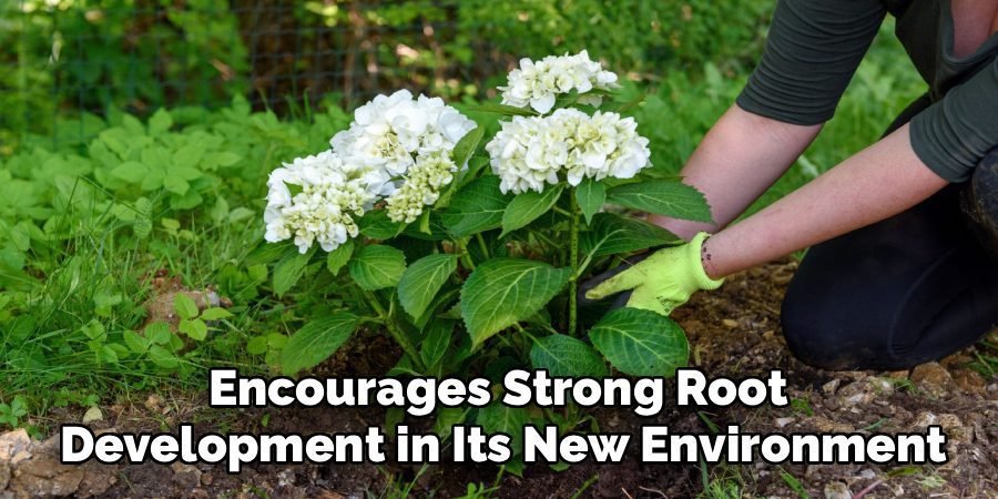 Encourages Strong Root 
Development in Its New Environment