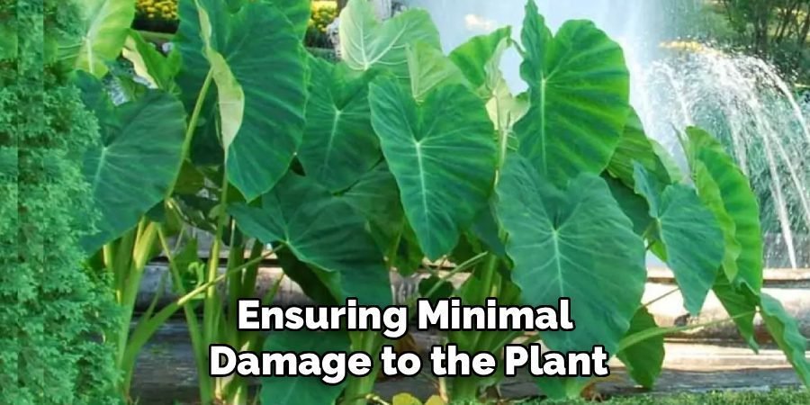 Ensuring Minimal 
Damage to the Plant