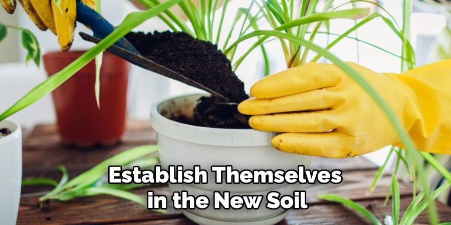 Establish Themselves
in the New Soil