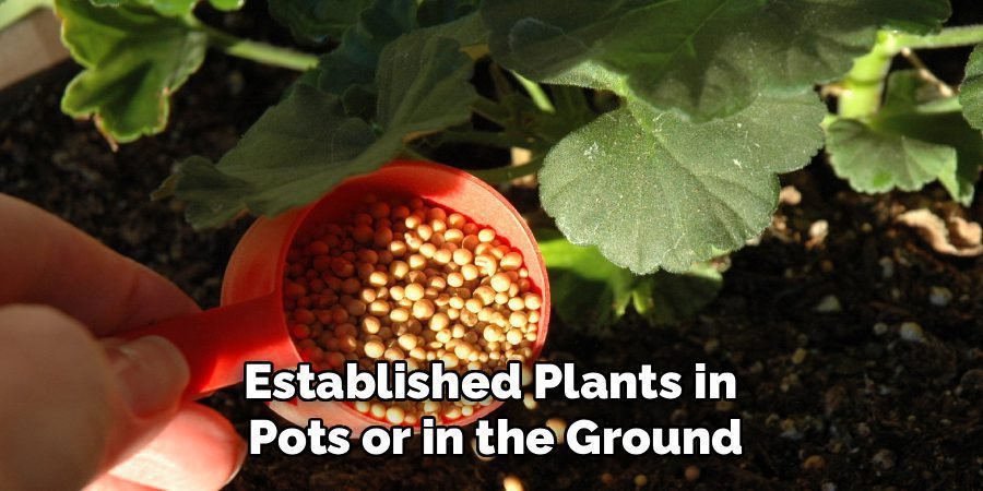 Established Plants in
Pots or in the Ground